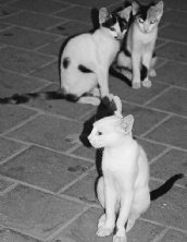 chiquitita